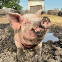 A large pig, named Faye, basking in the sun while sitting in a mud puddle.